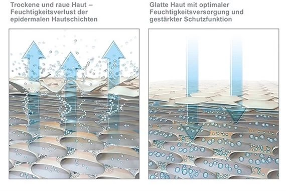 Hansaplast Regenerierende Fußcreme, 10% Urea, 100ml 4 Hansaplast Regenerierende Fußcreme, 10% Urea, 100ml – Bild 2